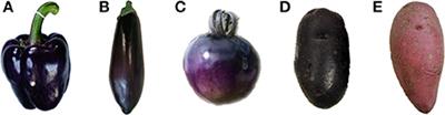 Anthocyanin Biosynthesis and Degradation Mechanisms in Solanaceous Vegetables: A Review